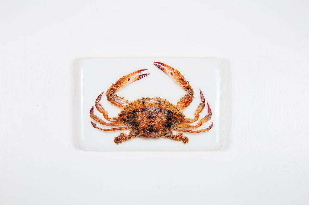 Portugese tiger crab