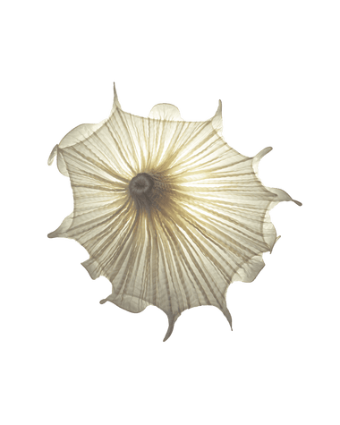 Medusa Wall Light