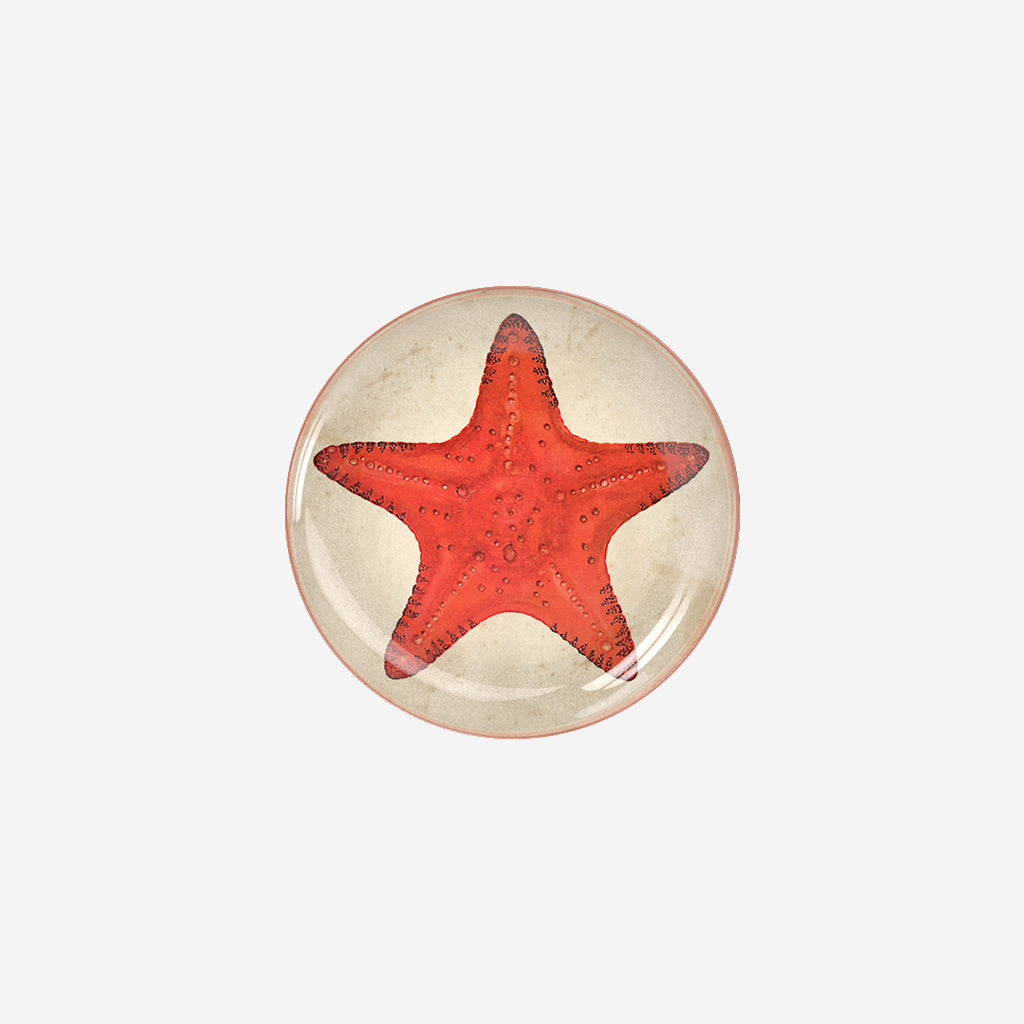 Decorative plate - Sea Star