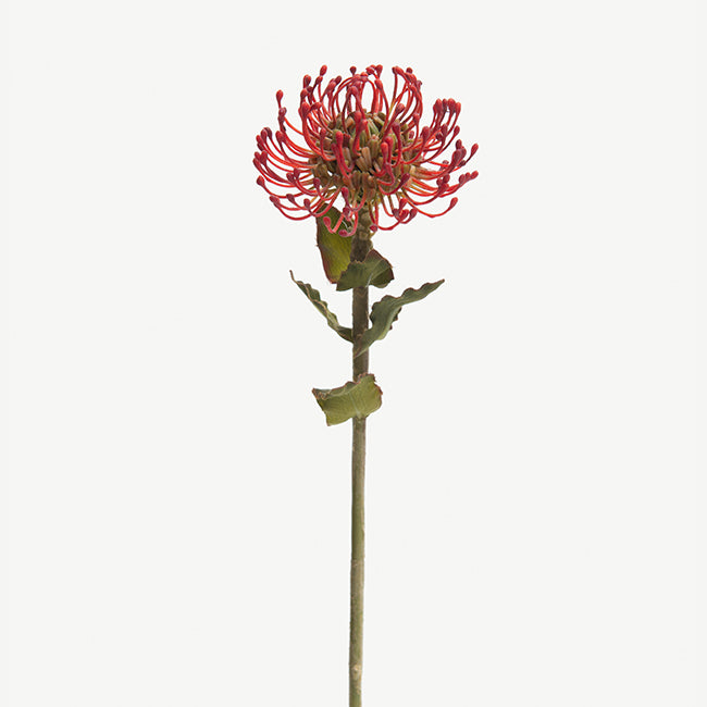 Red Leucospermum