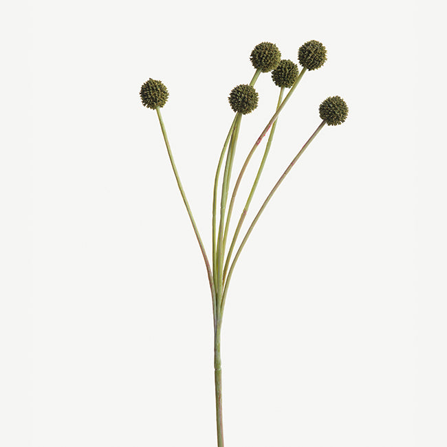 Green Allium