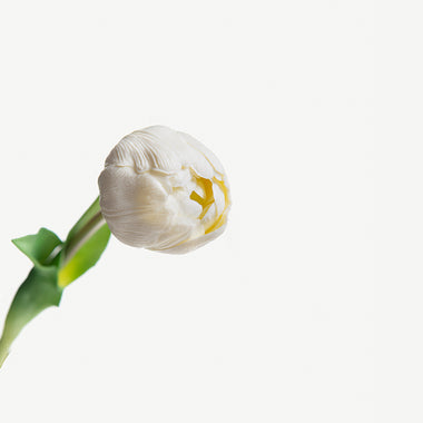 White Tulip
