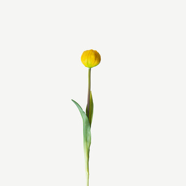 Yellow Tulip